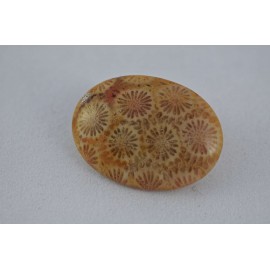 Coral (fossilized)