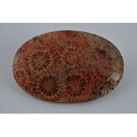 Coral (fossilized)