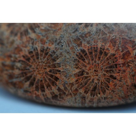 Corallo Fossile