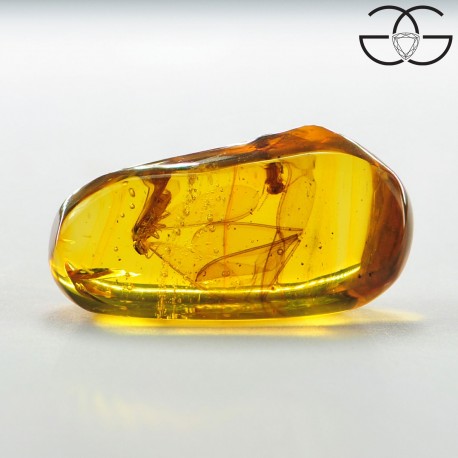 Winged termites in dominican amber
