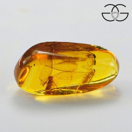 Winged termites in dominican amber