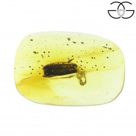 Firefly in dominican amber