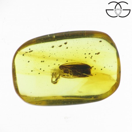 Firefly in dominican amber