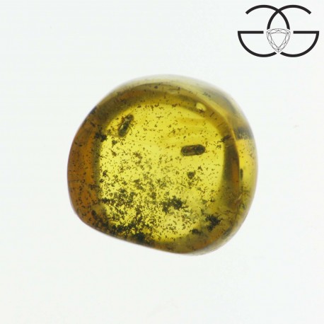 Coleoptera scolytidae in dominican amber