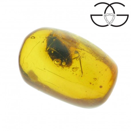 Hemiptera in dominican amber