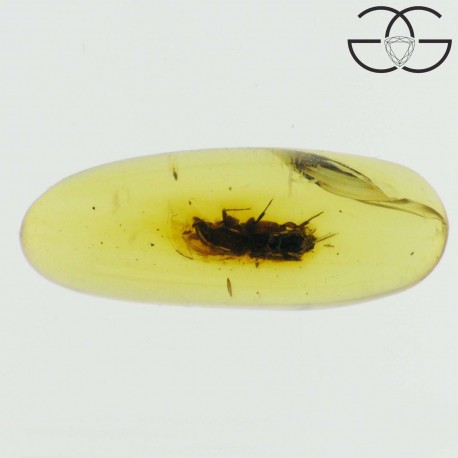 Coleoptera in dominican amber