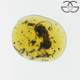 Ant in dominican amber