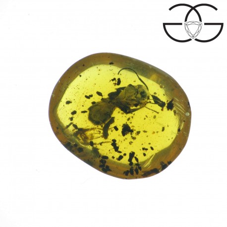Ant in dominican amber