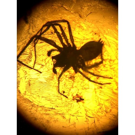 Spider in dominican amber