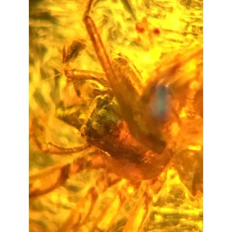 Spider in dominican amber