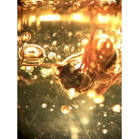 Winged ants in dominican amber