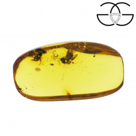 Winged ants in dominican amber