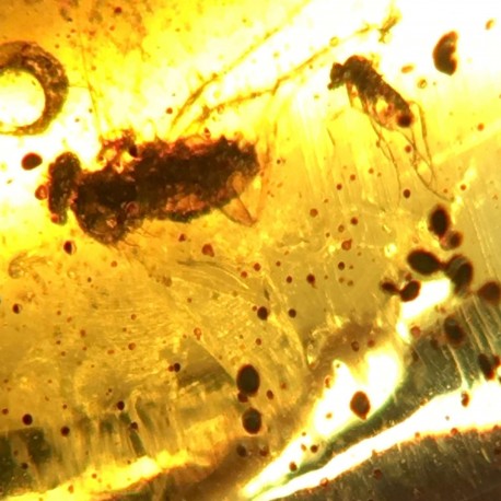 Fly and Dittera nematocera in ambra dominicana
