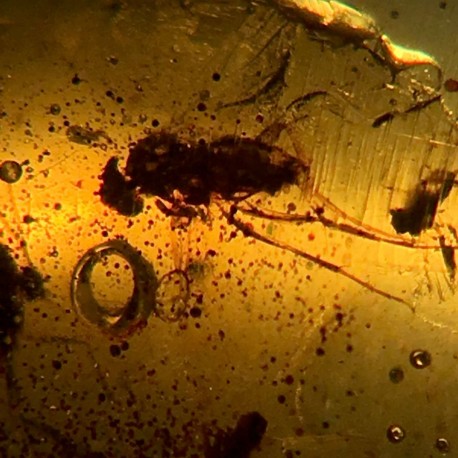 Fly and Dittera nematocera in ambra dominicana