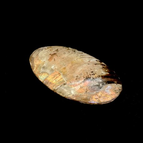 Pyritised ammonite