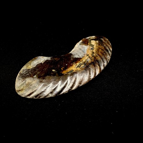 Ammonite piritizzata